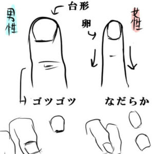 男女の爪の違いを表したイラスト